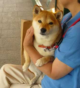 小狗的記憶力不可思議